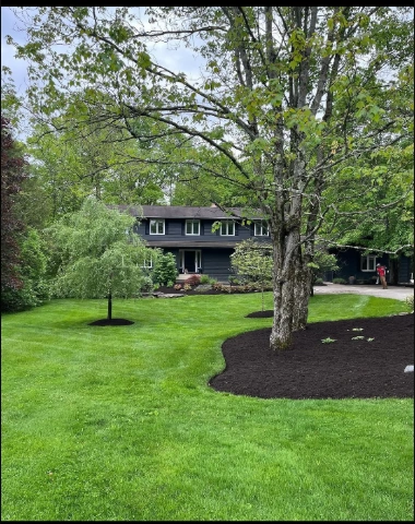 Lawn maintenance and mulch beds in Cleveland, Ohio Maintained lawn with fresh mulch beds around mature trees in front of a home in Cleveland, Ohio
