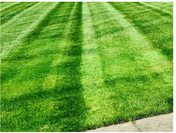 Professional lawn mowing stripes in Cleveland, Ohio Close view of striped turf after professional mowing along a sidewalk edge in Cleveland, Ohio